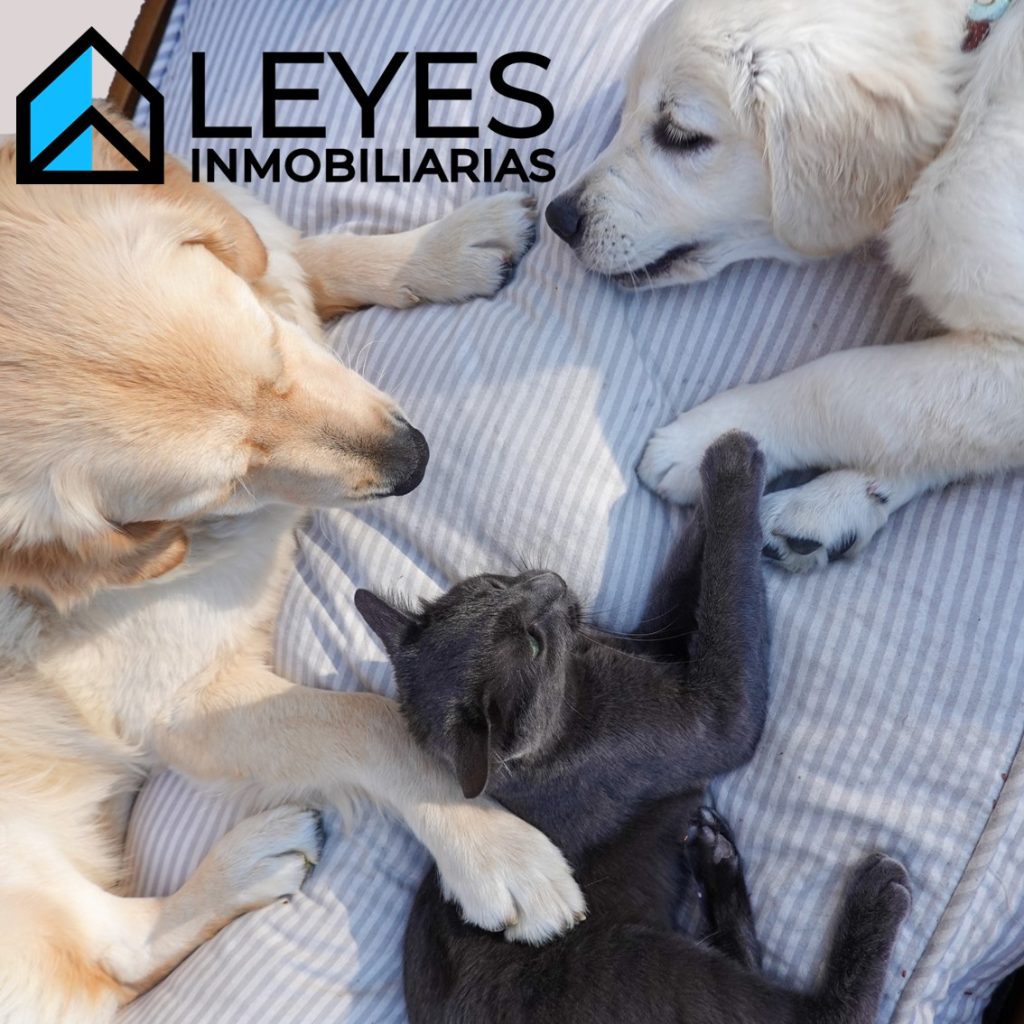 ¿Qué se entiende por mascota en copropiedad inmobiliaria? 🐶🐱